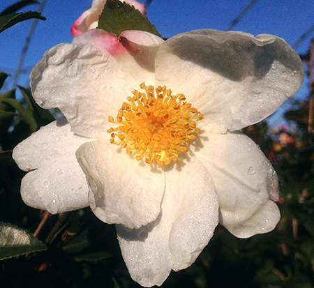 camellia-survivor