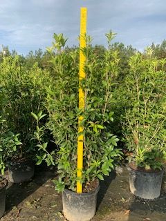 camellia-sweet-olive