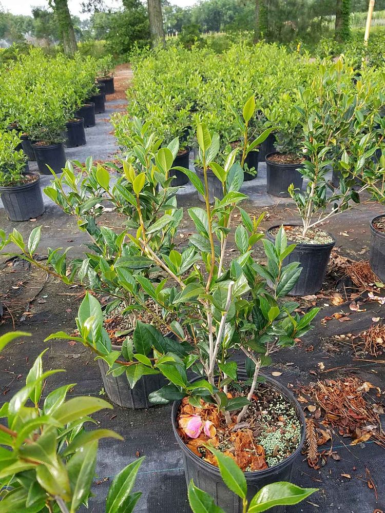 camellia-taylor-s-perfection-hybrid-camellia-williams-camellia