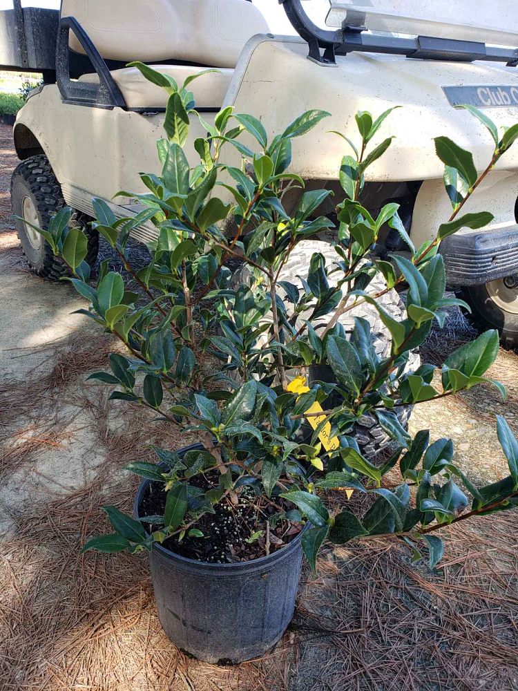 camellia-taylor-s-perfection-hybrid-camellia-williams-camellia