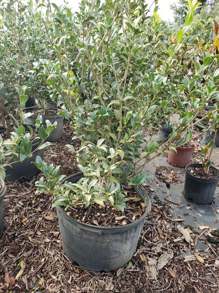 camellia-taylor-s-perfection-hybrid-camellia-williams-camellia