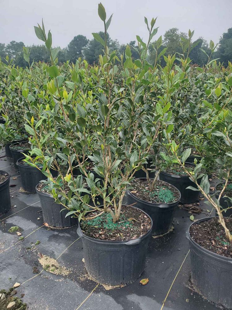 camellia-taylor-s-perfection-hybrid-camellia-williams-camellia