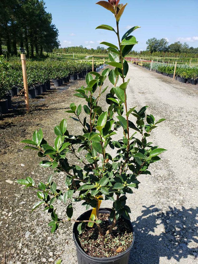 camellia-winter-s-joy