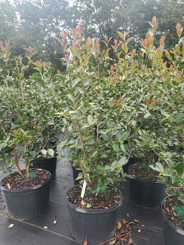 camellia-winter-s-joy