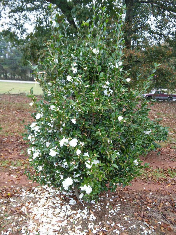 camellia-winter-s-snowman