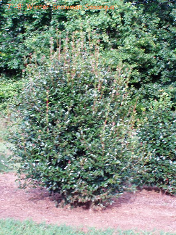 camellia-winter-s-snowman