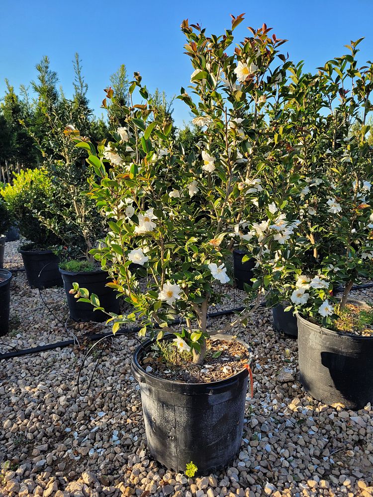 camellia-winter-s-snowman