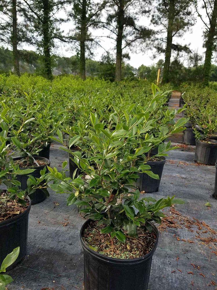 camellia-winter-s-star