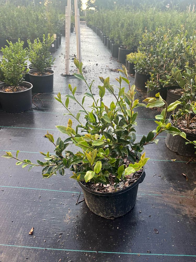 camellia-winter-s-star