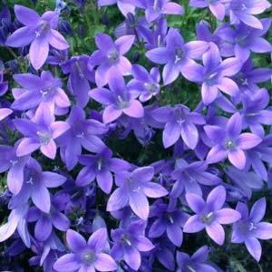 campanula-birch-hybrid-birch-bellflower