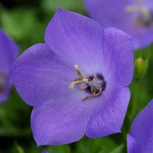 campanula-carpatica-rapido-blue-carpathian-harebell