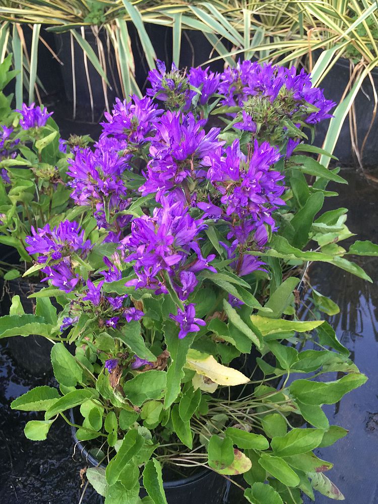 campanula-glomerata-clustered-bellflower
