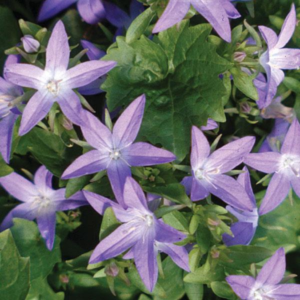 campanula-poscharskyana-blue-waterfall-serbian-bellflower