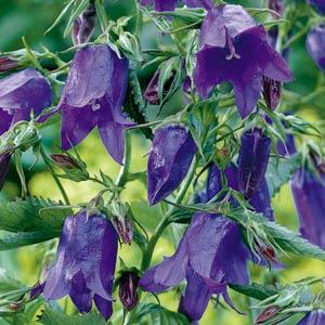 campanula-sarastro-bellflower