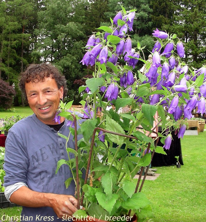 campanula-sarastro-bellflower