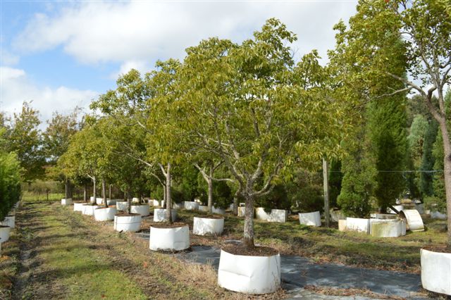 camphora-officinalis-camphor-tree