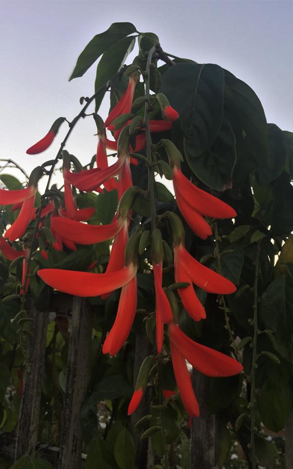 camptosema-grandiflora-crista-de-galo-vine-dwarf-red-jade-vine
