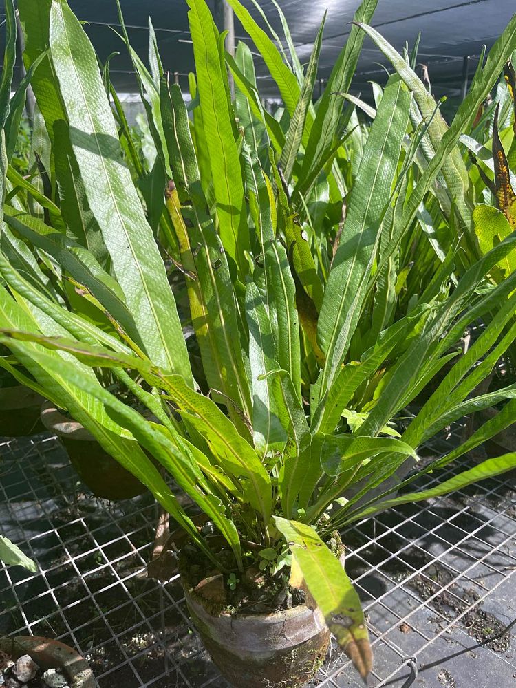 campyloneurum-angustifolium-narrow-leaf-strap-fern