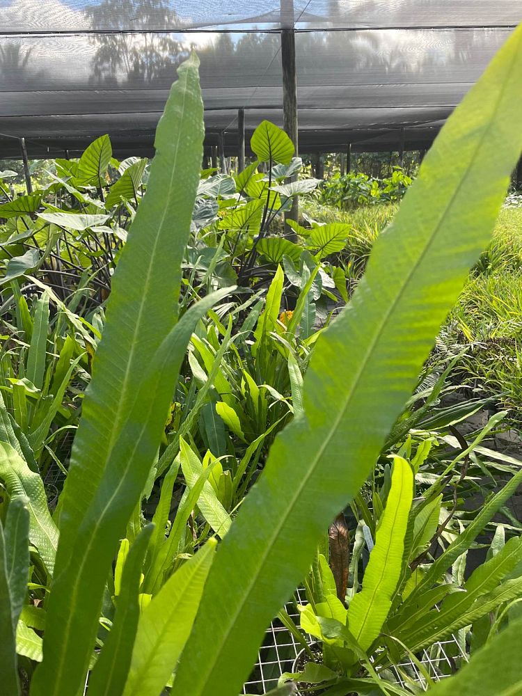campyloneurum-angustifolium-narrow-leaf-strap-fern