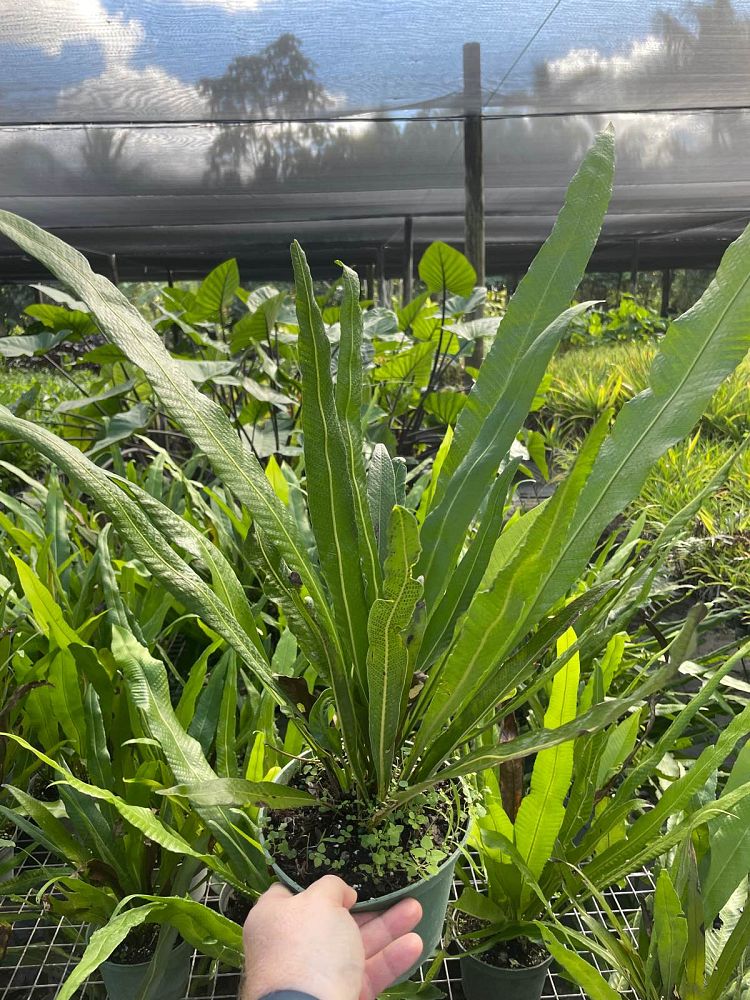campyloneurum-angustifolium-narrow-leaf-strap-fern