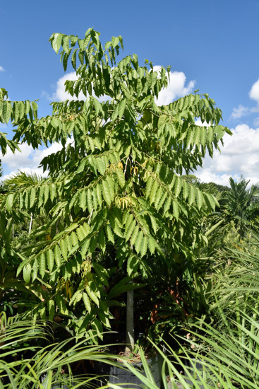 cananga-latifolia-ylang-ylang