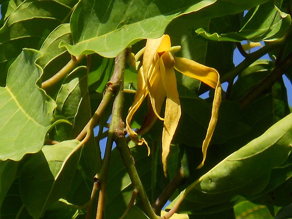 cananga-odorata-ylang-ylang-tree