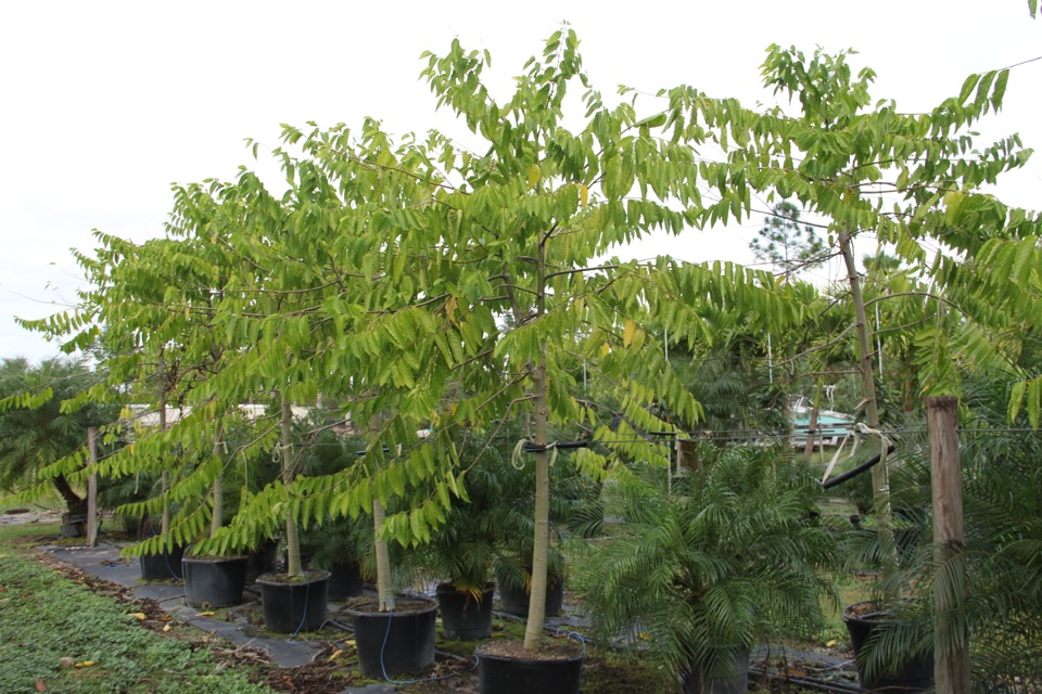 cananga-odorata-ylang-ylang-tree
