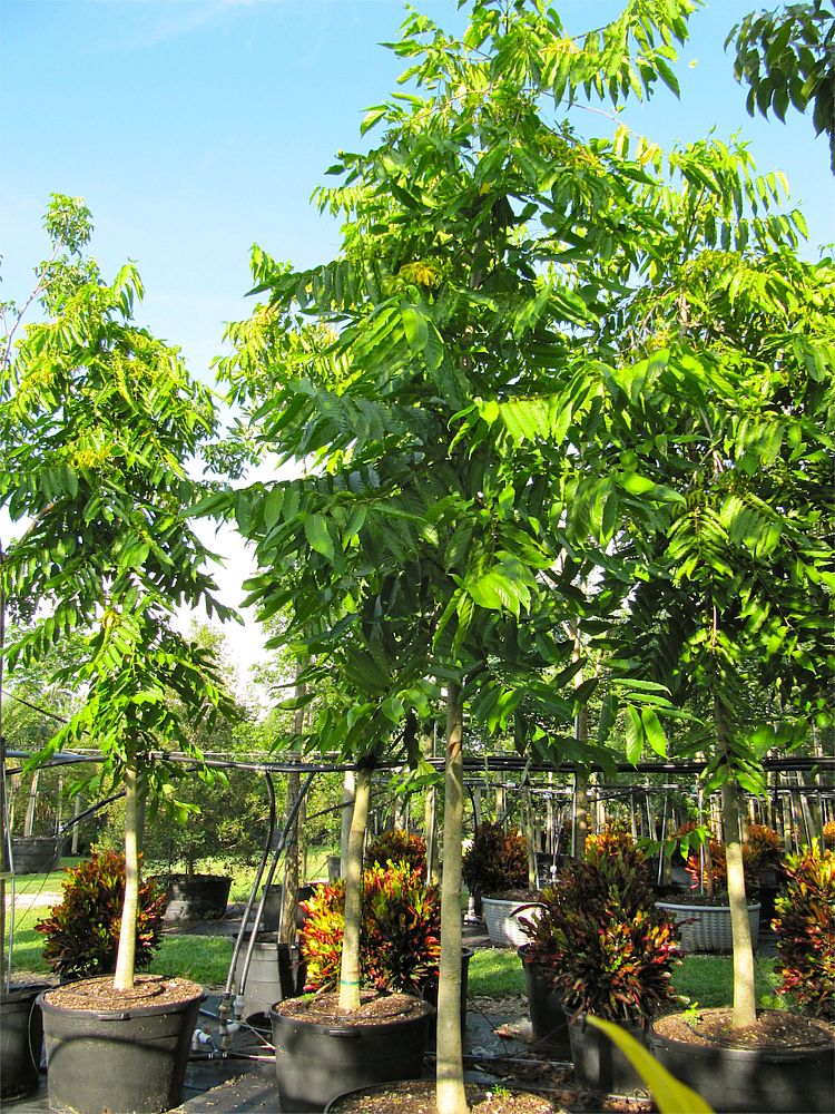 cananga-odorata-ylang-ylang-tree