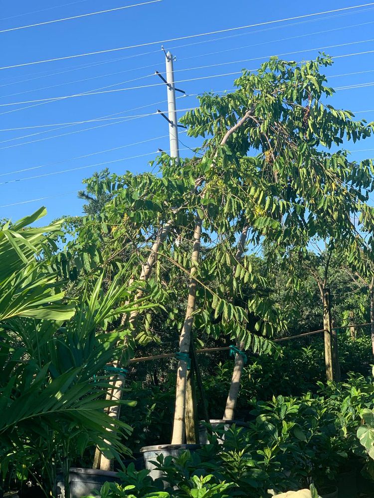 cananga-odorata-ylang-ylang-tree