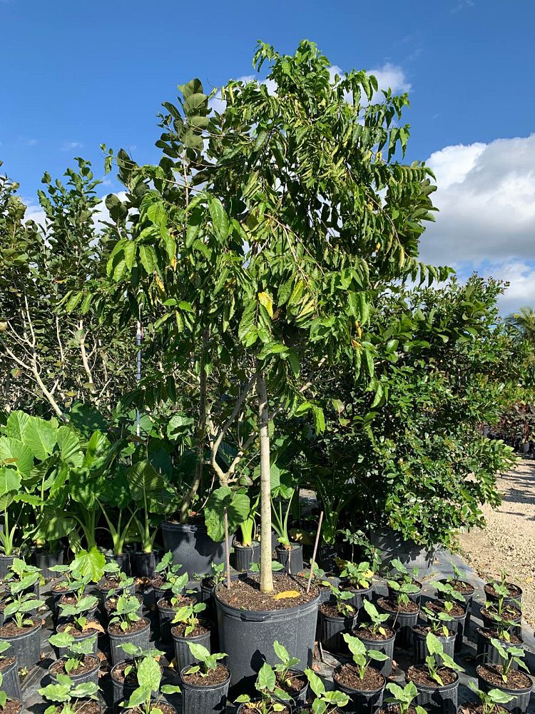 cananga-odorata-ylang-ylang-tree
