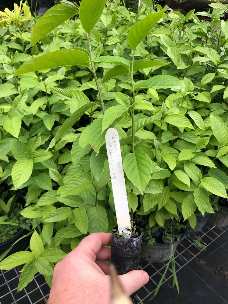 cananga-odorata-ylang-ylang-tree
