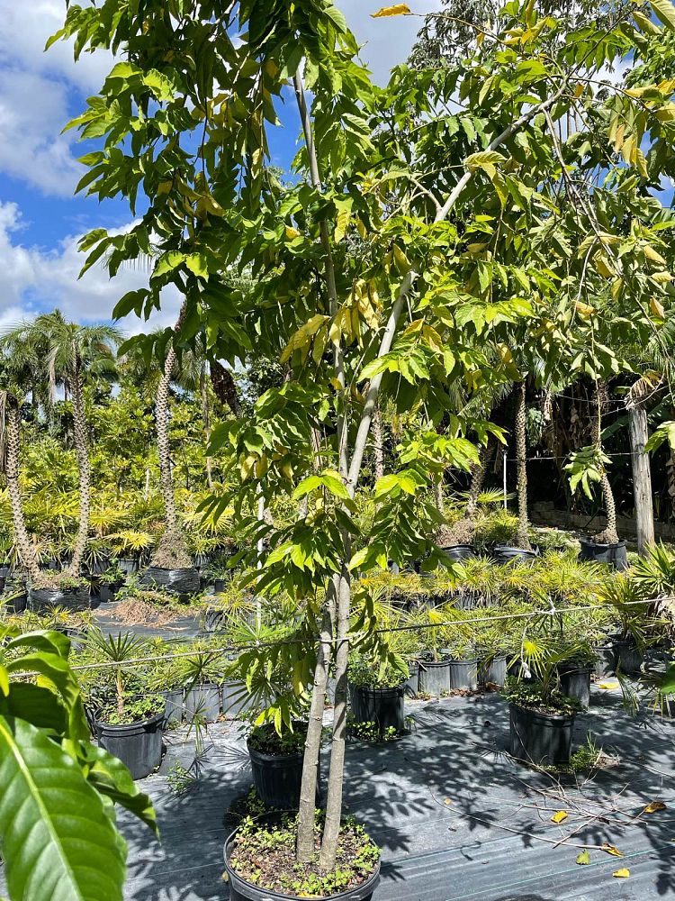 cananga-odorata-ylang-ylang-tree