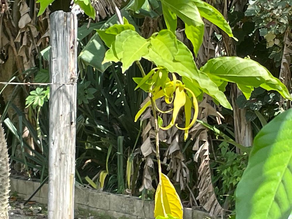 cananga-odorata-ylang-ylang-tree