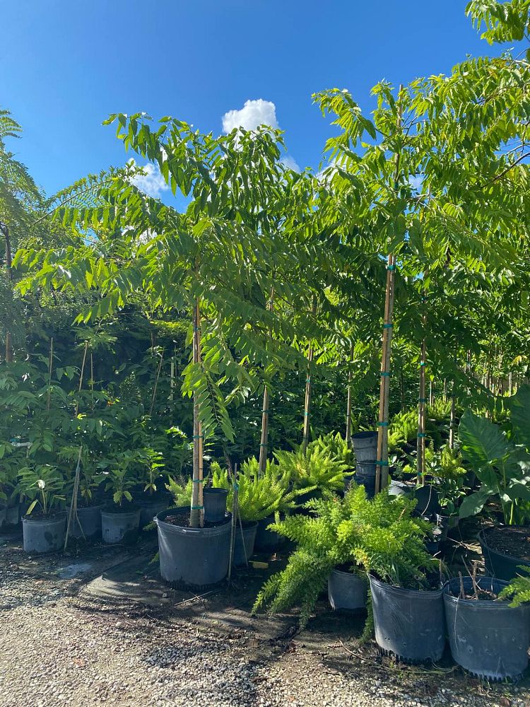 cananga-odorata-ylang-ylang-tree