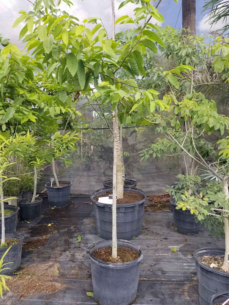 cananga-odorata-ylang-ylang-tree