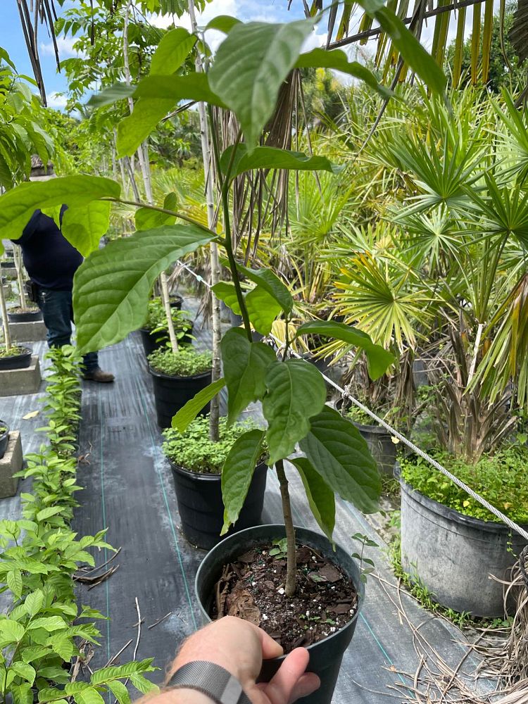 cananga-odorata-ylang-ylang-tree