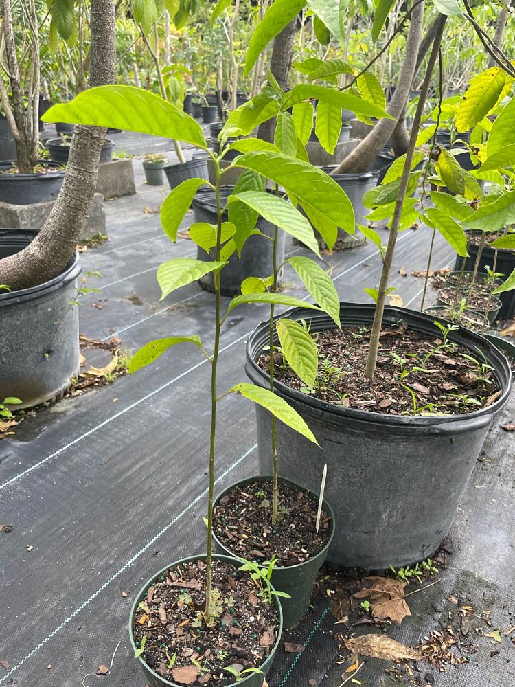 cananga-odorata-ylang-ylang-tree