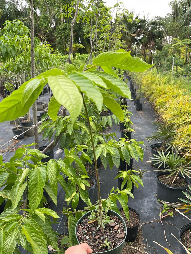 cananga-odorata-ylang-ylang-tree