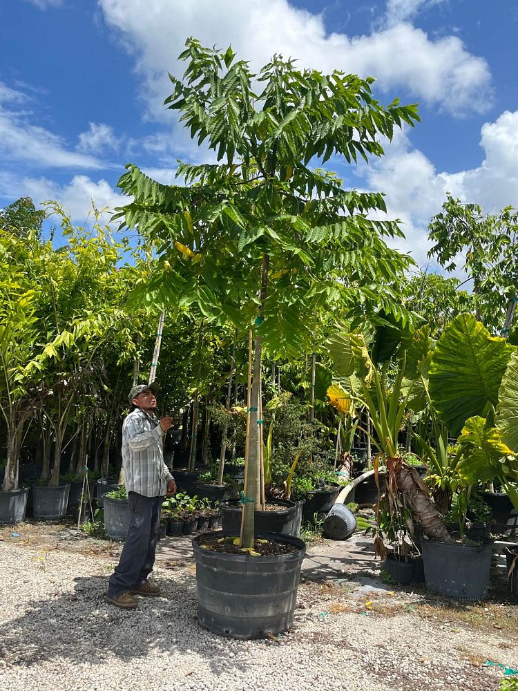 cananga-odorata-ylang-ylang-tree
