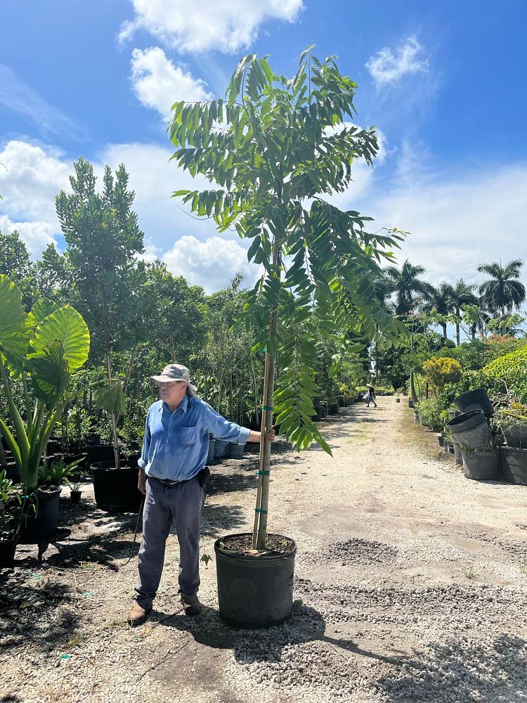 cananga-odorata-ylang-ylang-tree