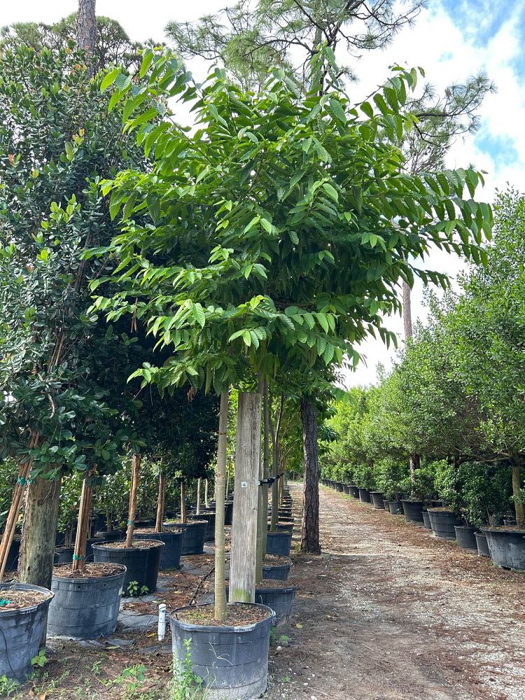 cananga-odorata-ylang-ylang-tree