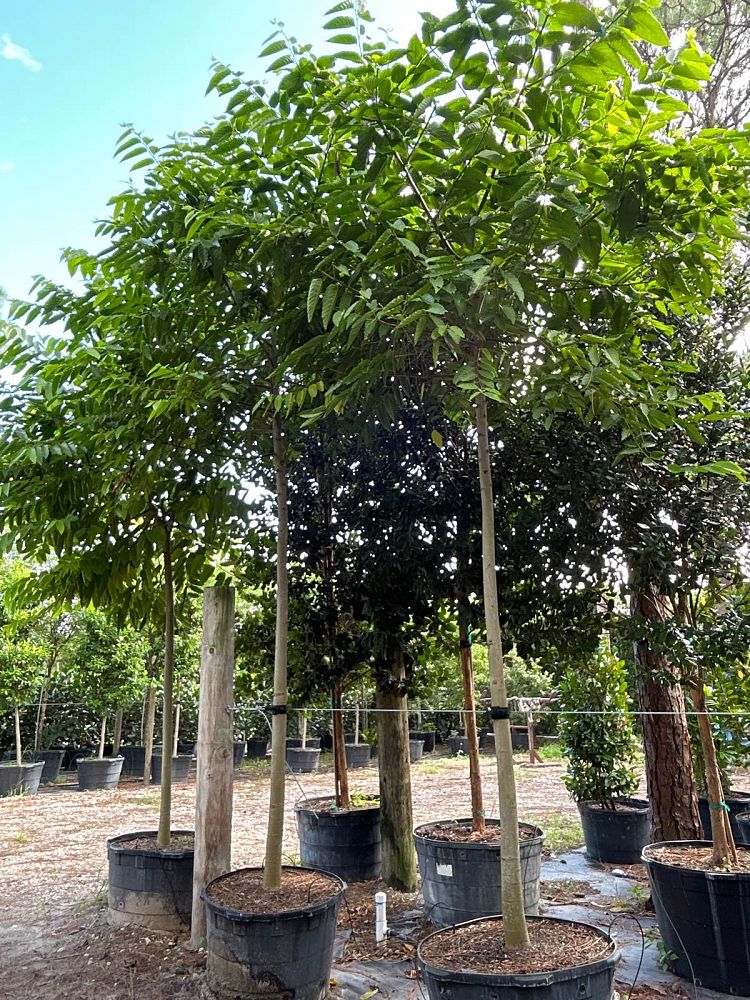 cananga-odorata-ylang-ylang-tree