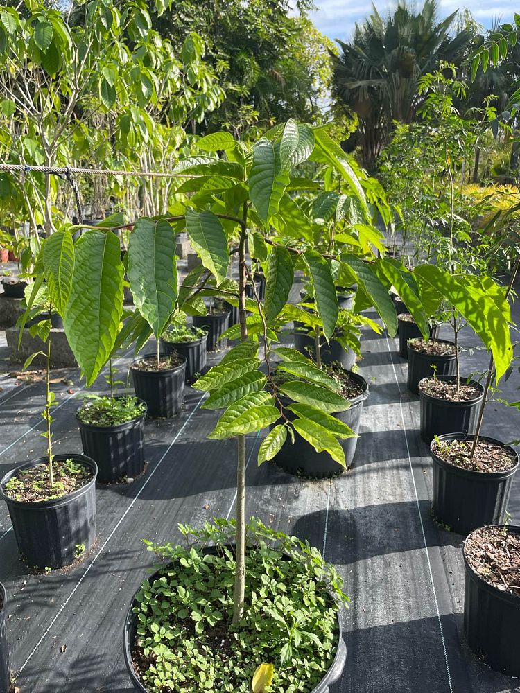 cananga-odorata-ylang-ylang-tree