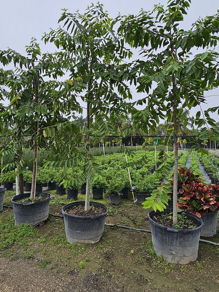 cananga-odorata-ylang-ylang-tree