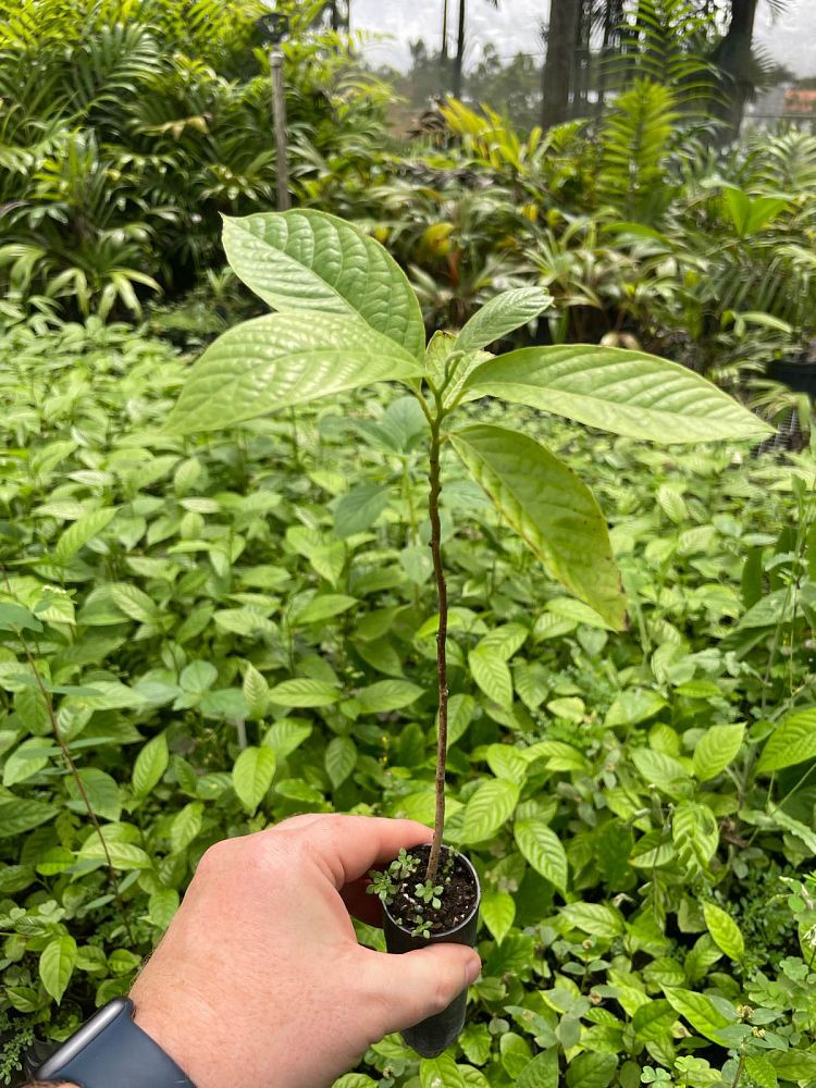 cananga-odorata-ylang-ylang-tree