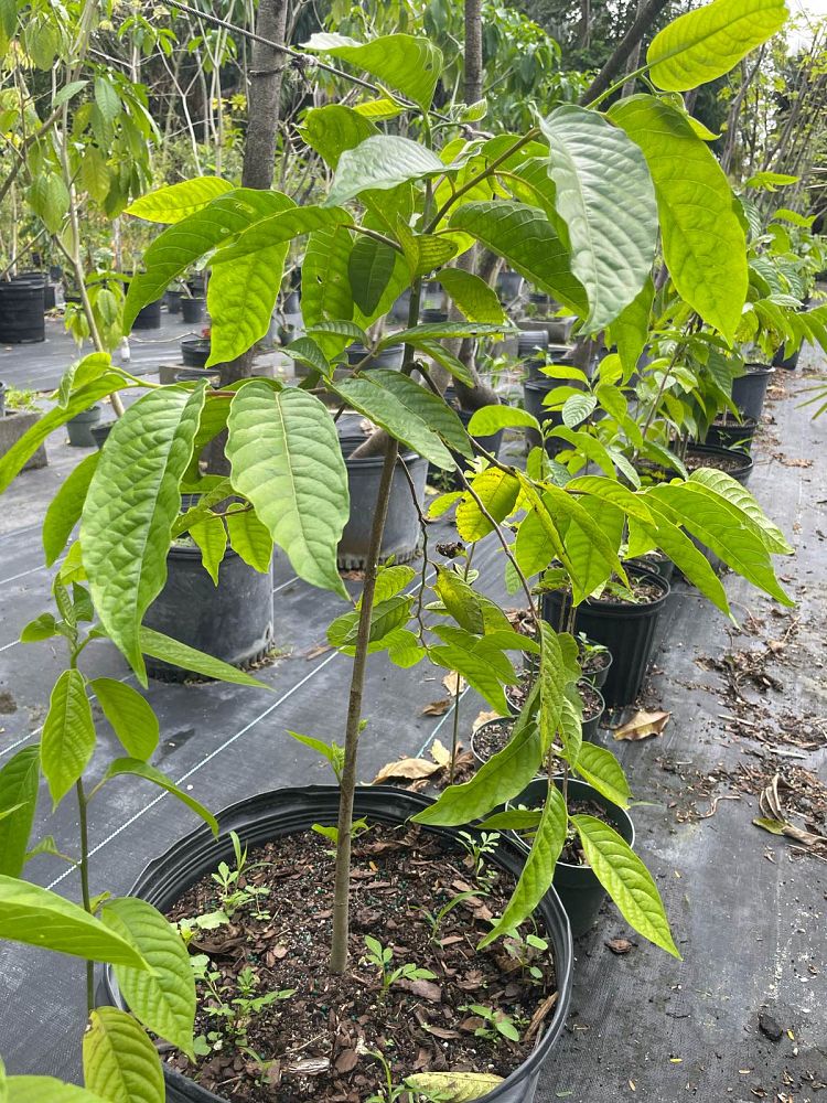 cananga-odorata-ylang-ylang-tree