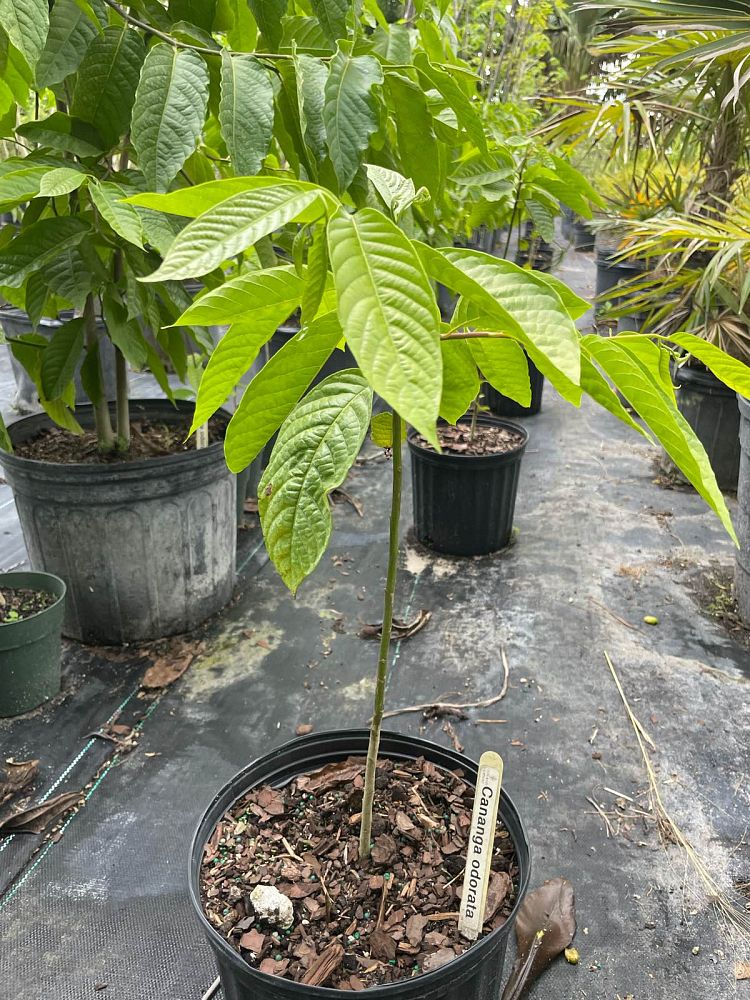 cananga-odorata-ylang-ylang-tree
