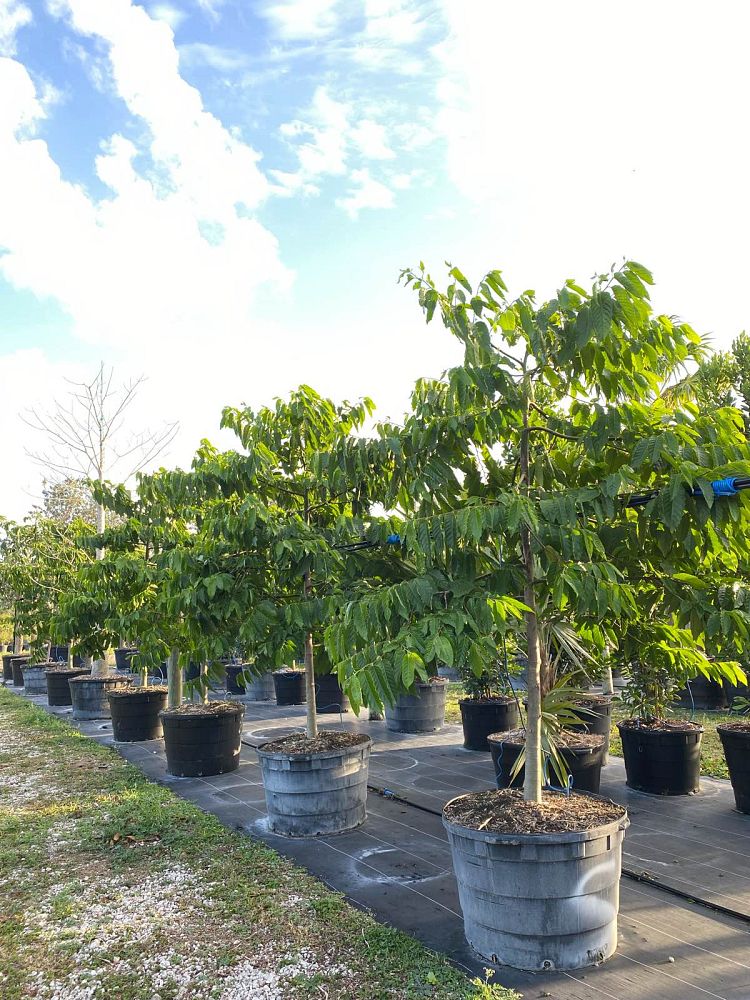cananga-odorata-ylang-ylang-tree
