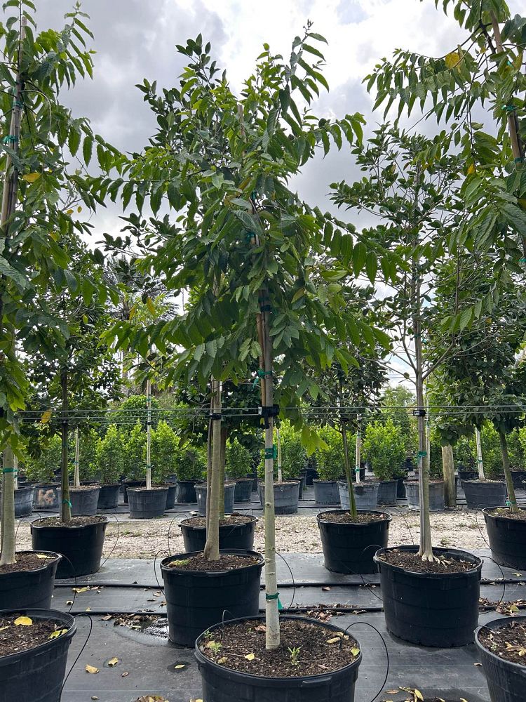 cananga-odorata-ylang-ylang-tree
