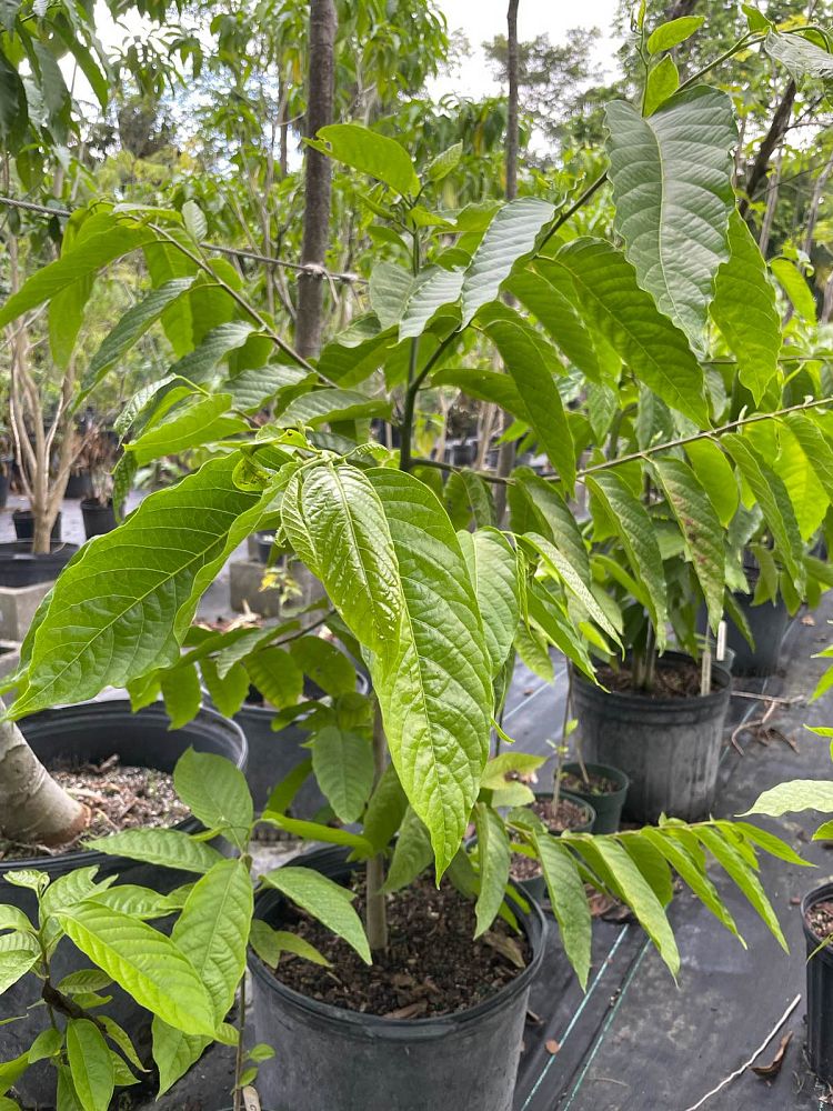 cananga-odorata-ylang-ylang-tree